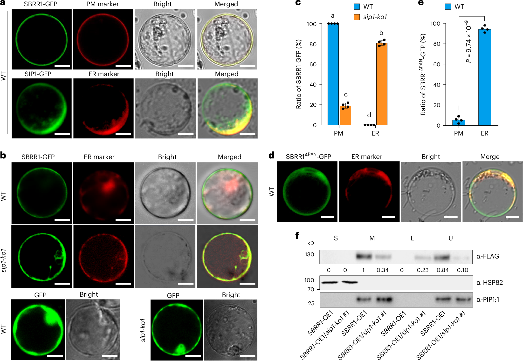 Fig. 7: SIP1 is required for transport of SBRR1 to the plasma membrane.