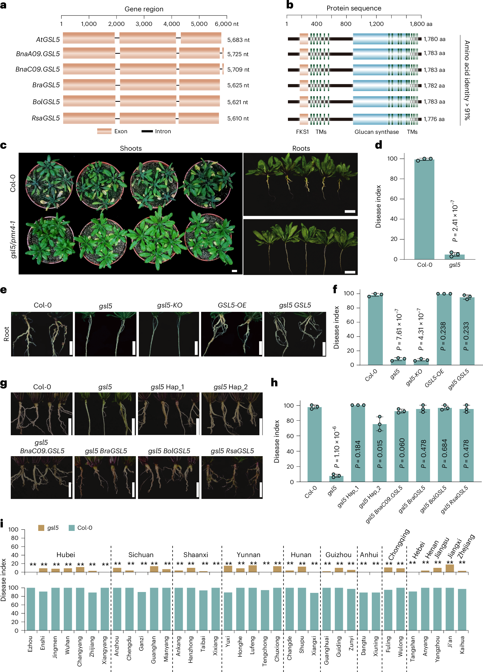 Fig. 2: Functional validation of cruciferous GSL5s in Arabidopsis.