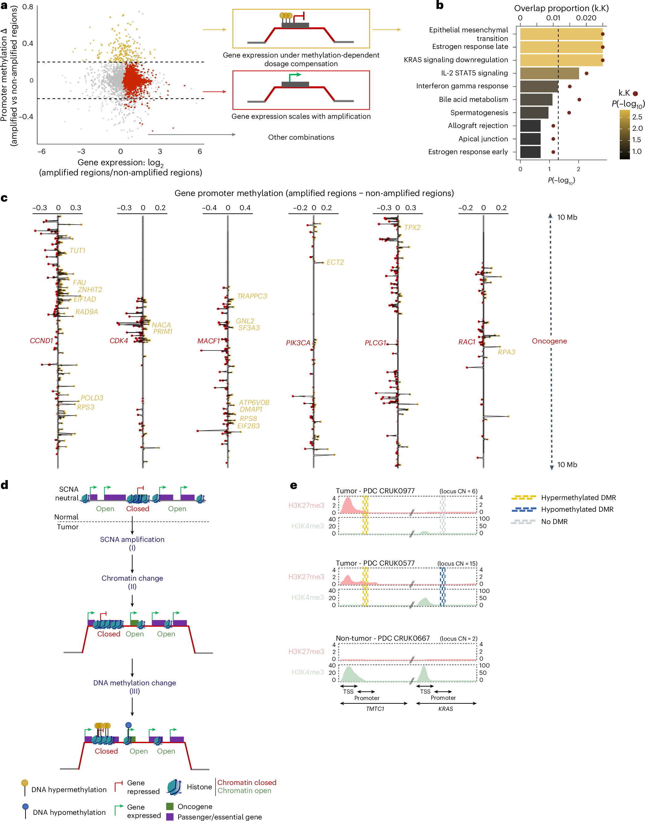 Fig. 3: Divergent interplay between DNA methylation and CN alterations.