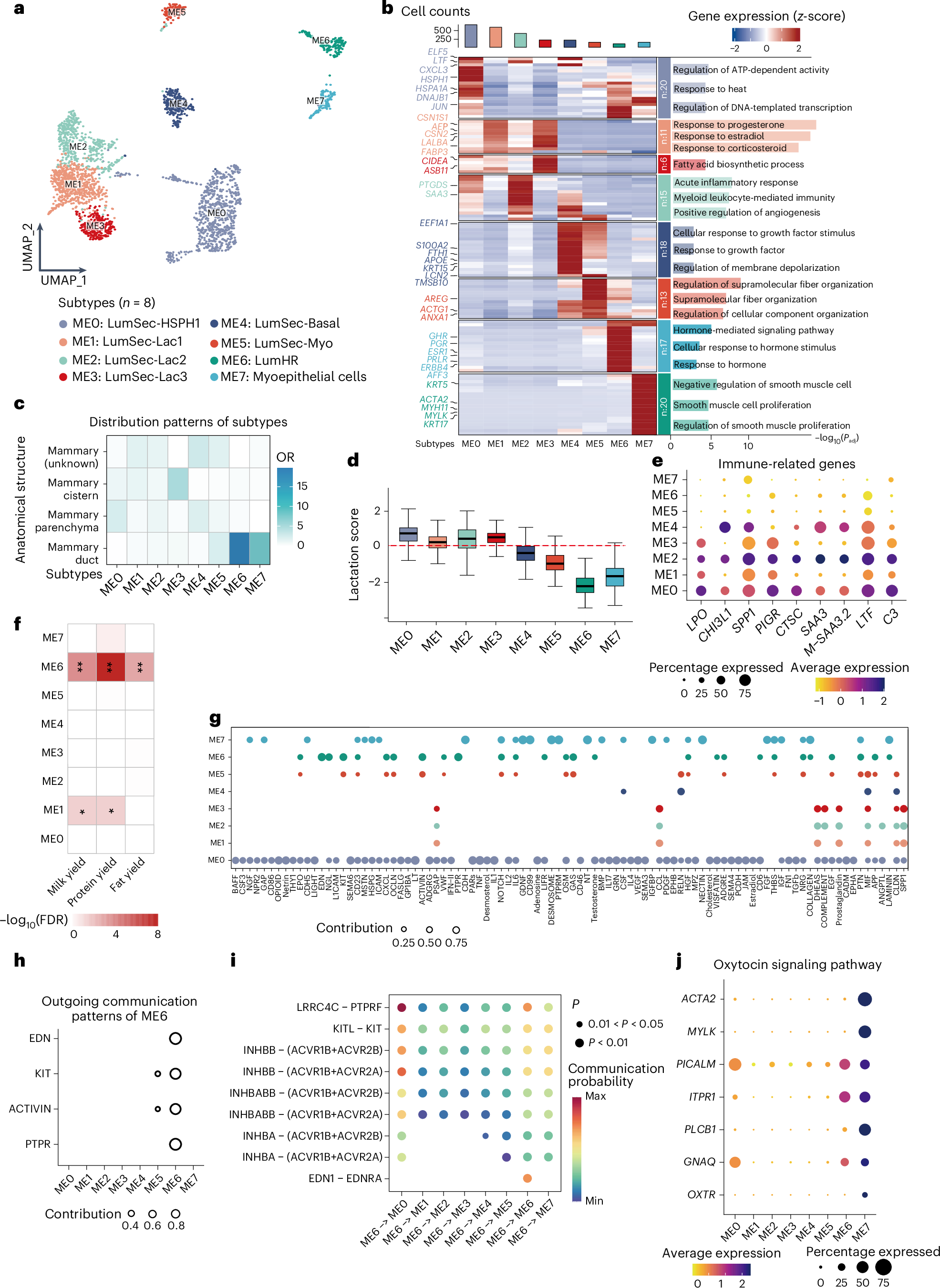 Fig. 2: Heterogeneity of mammary epithelial cells and the relationship with lactation in dairy cows.