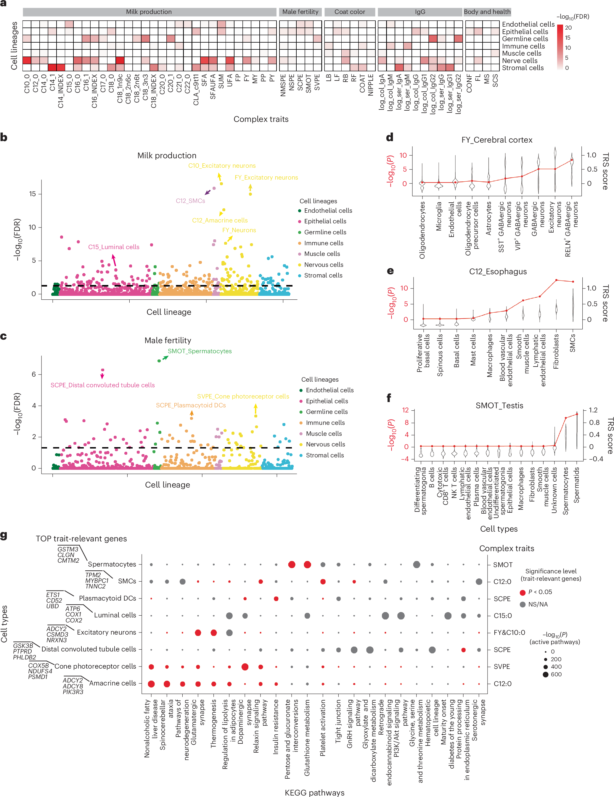 Fig. 7: Enrichment between cell types and complex traits.