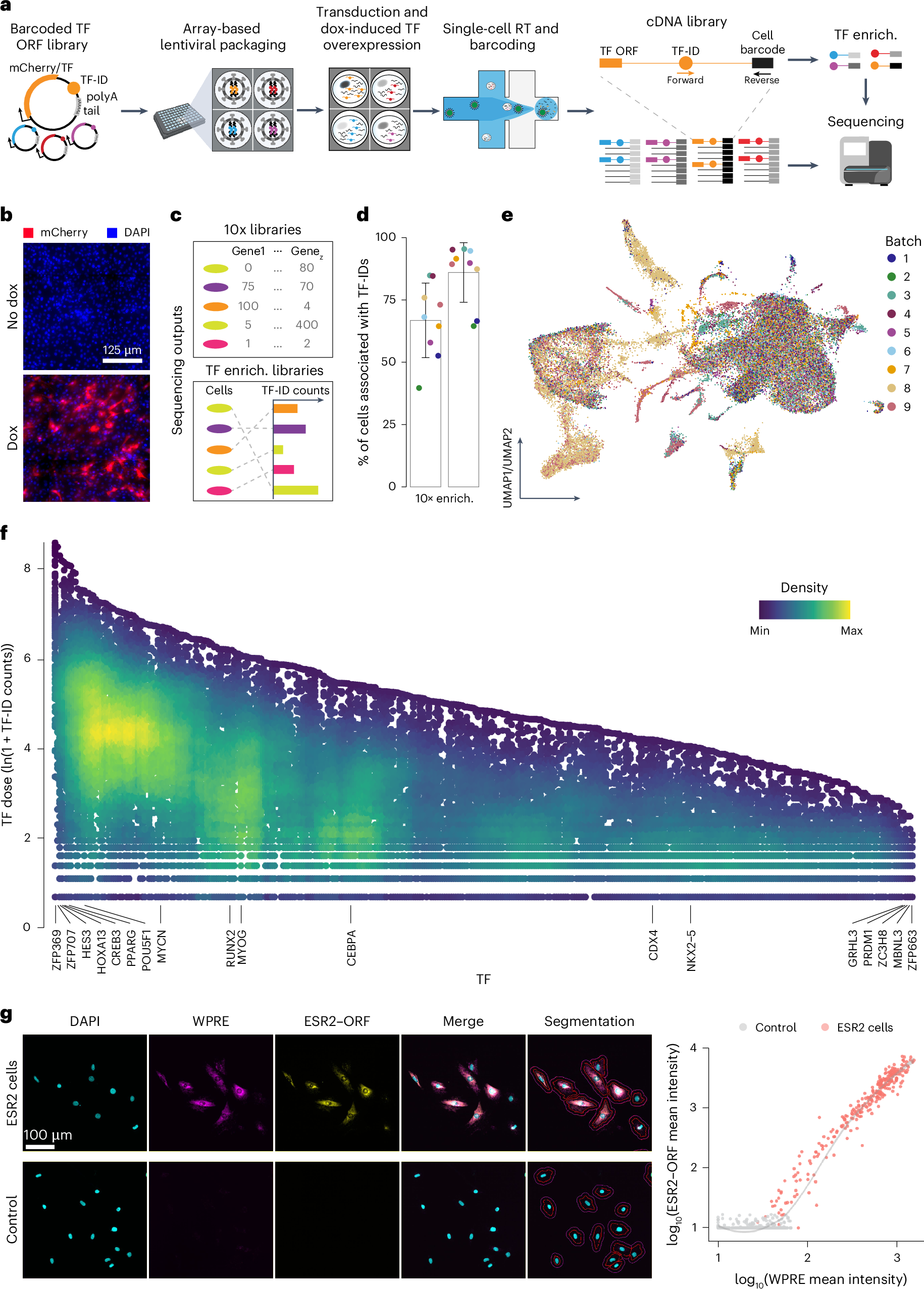 細胞初期化における転写因子の用量効果を解明(Getting the dose right in reprogramming cells)