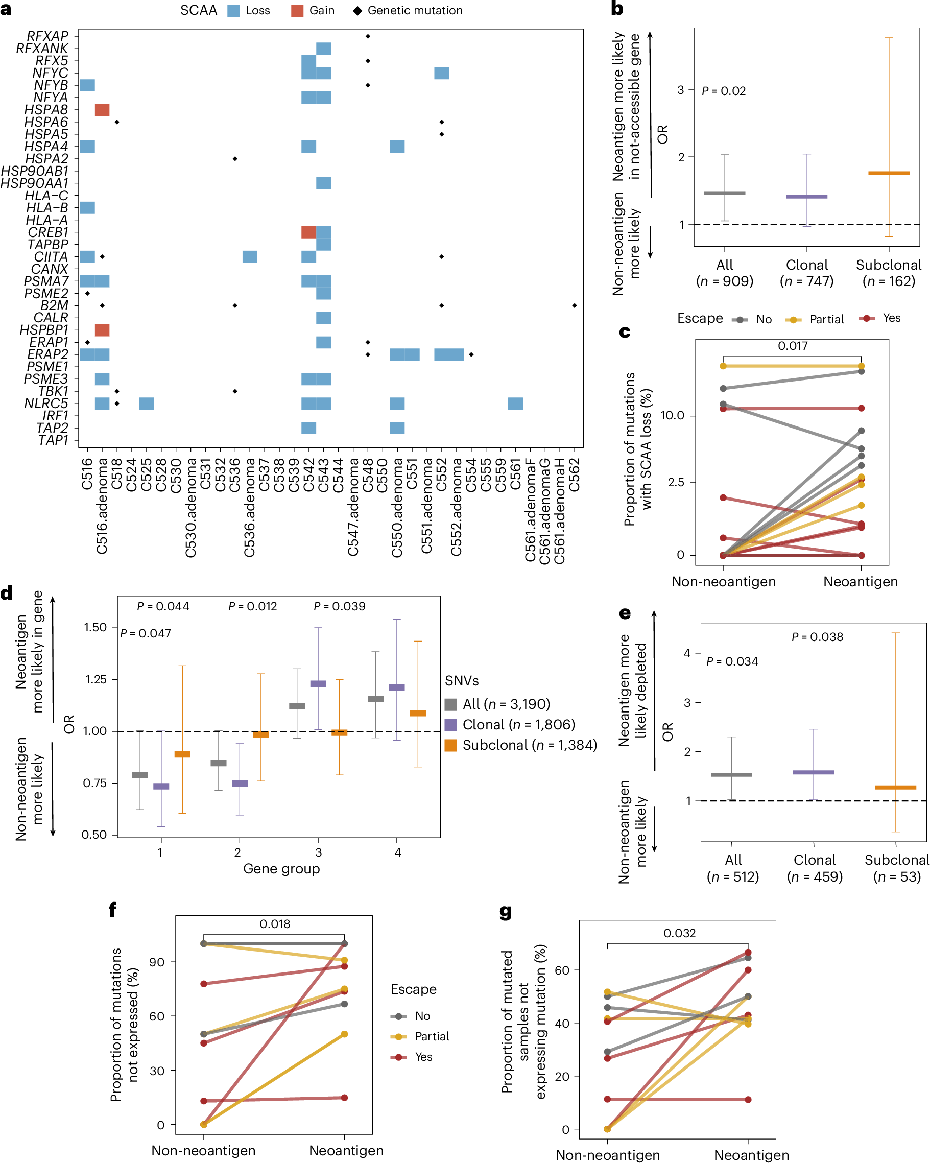 Fig. 2: SCAAs and transcriptional regulation decrease neoantigen presentation.