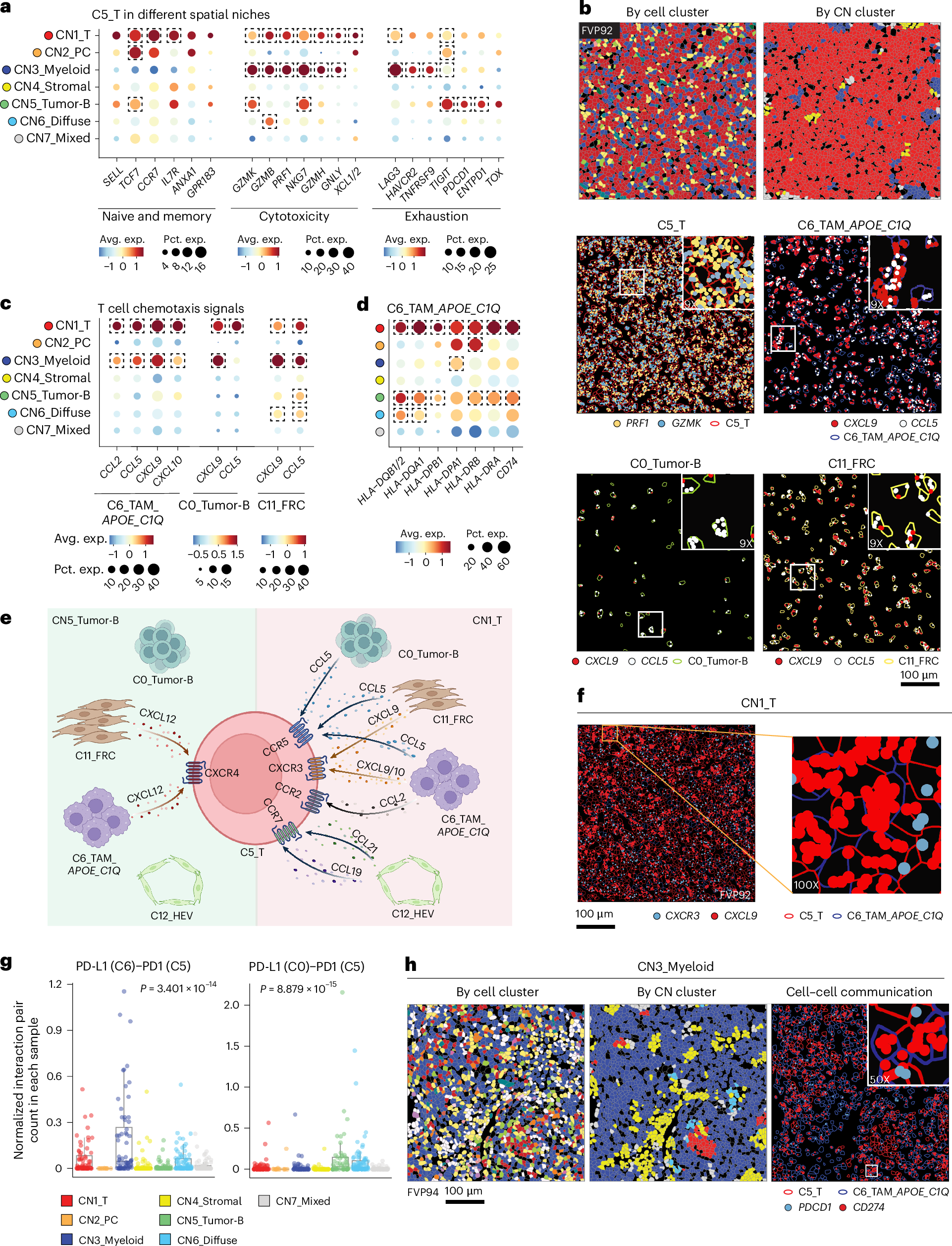 Fig. 3: Niche-specific functional states of T cells.