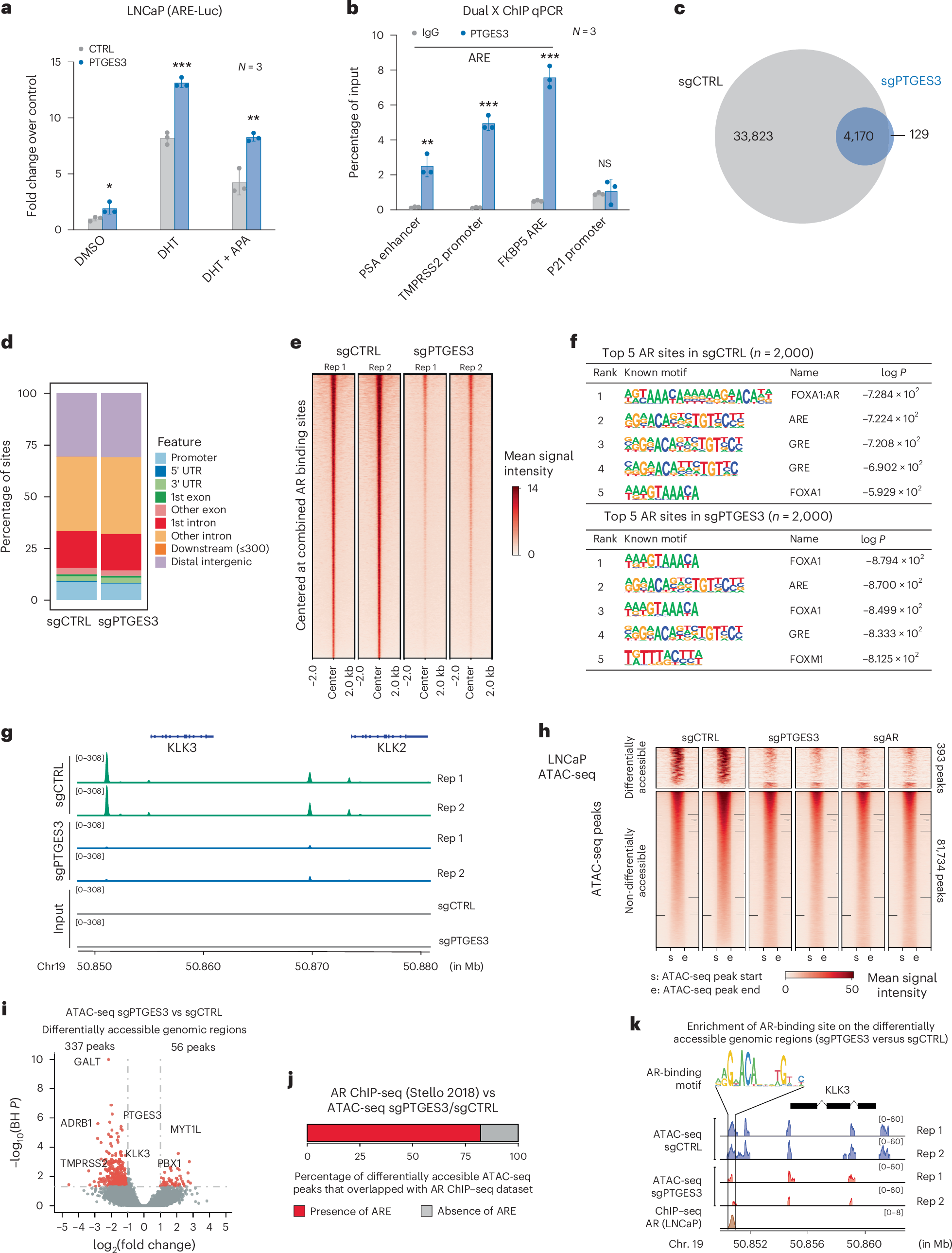 Fig. 5: Nuclear PTGES3 facilitates AR-mediated transcription.