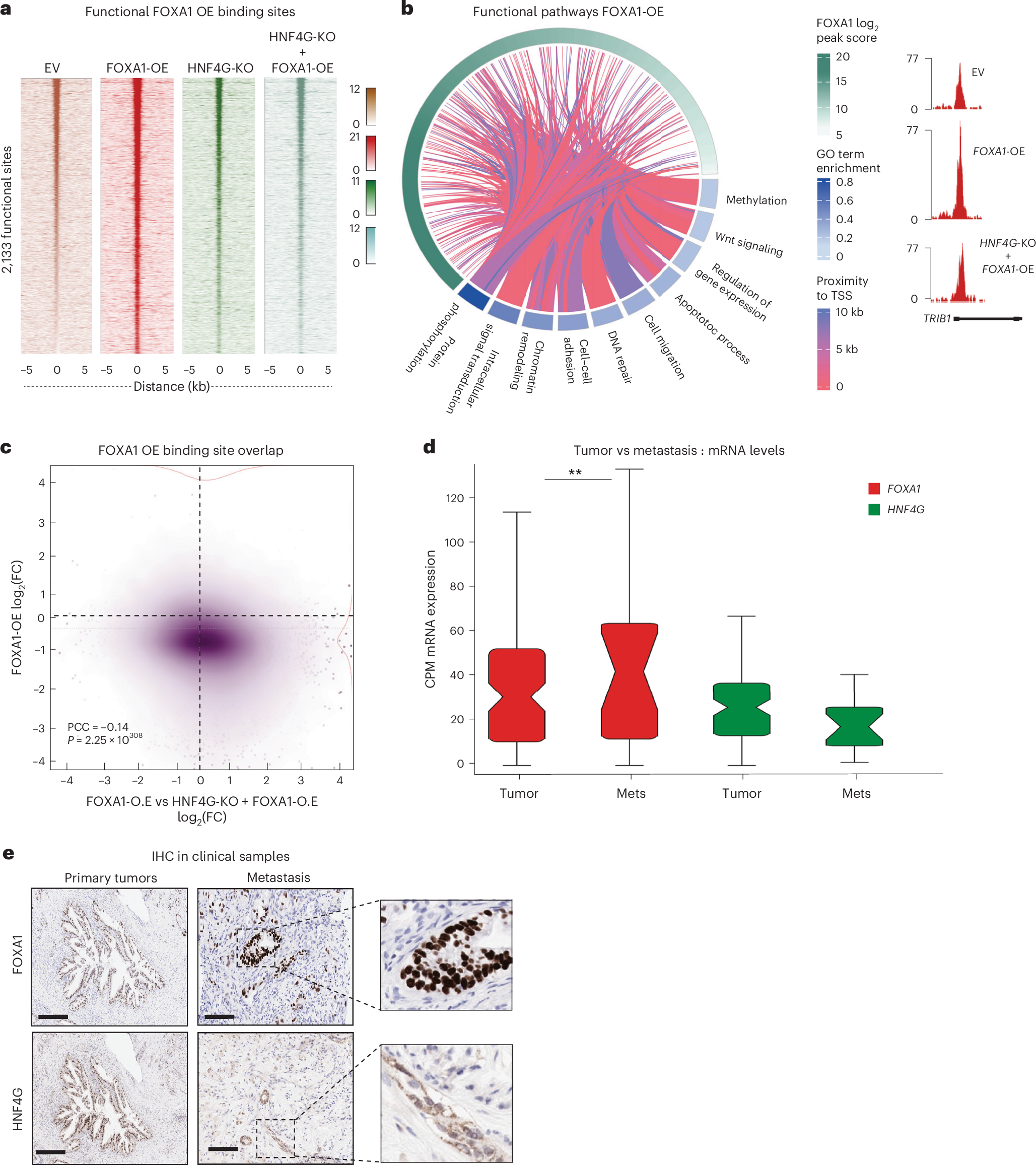Fig. 5: Functional FOXA1 binding in the absence of HNF4G.