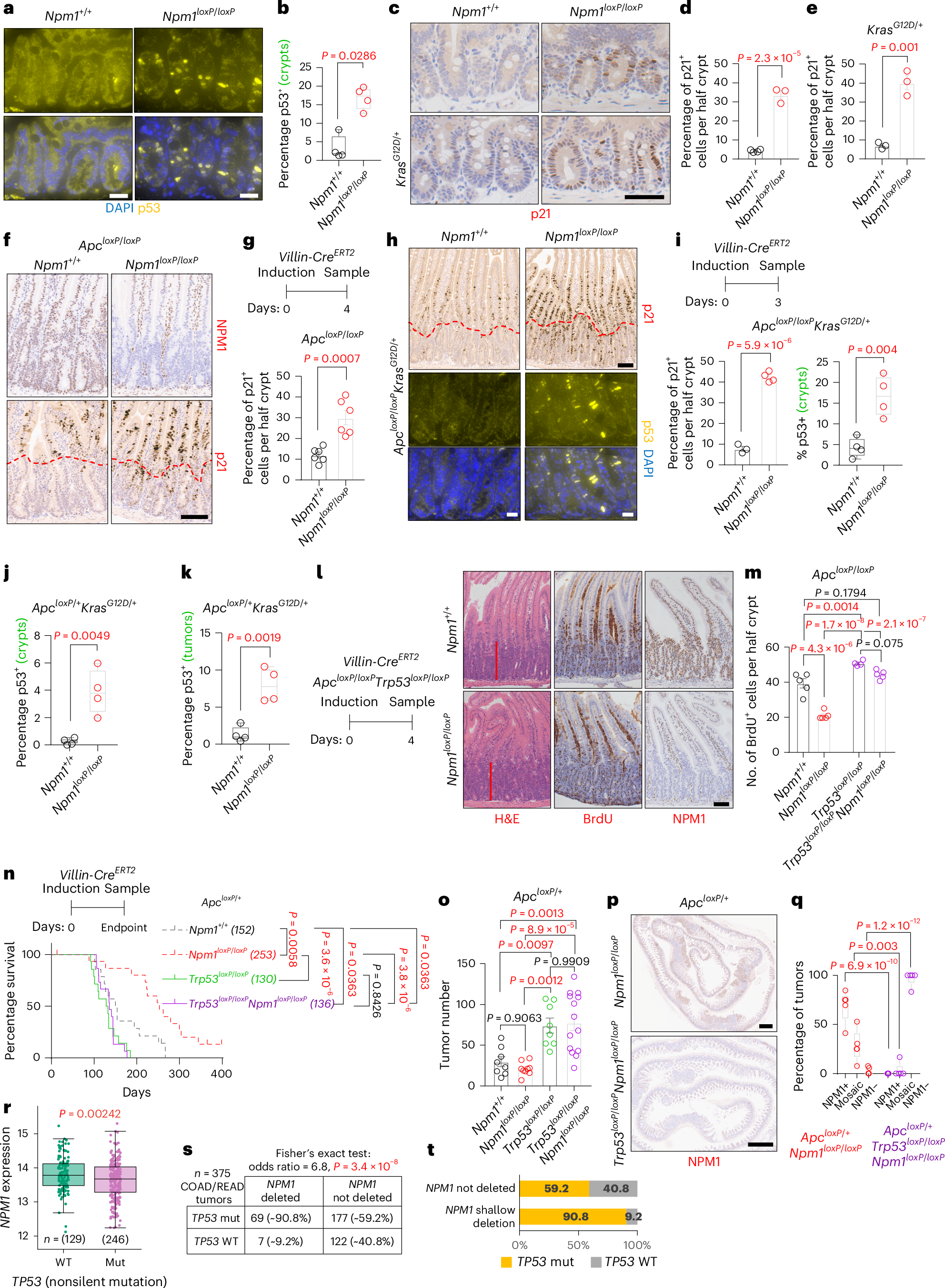 Fig. 3: p53 upregulation suppresses WNT-driven hyperproliferation and tumorigenesis in the Npm1-deficient intestine.