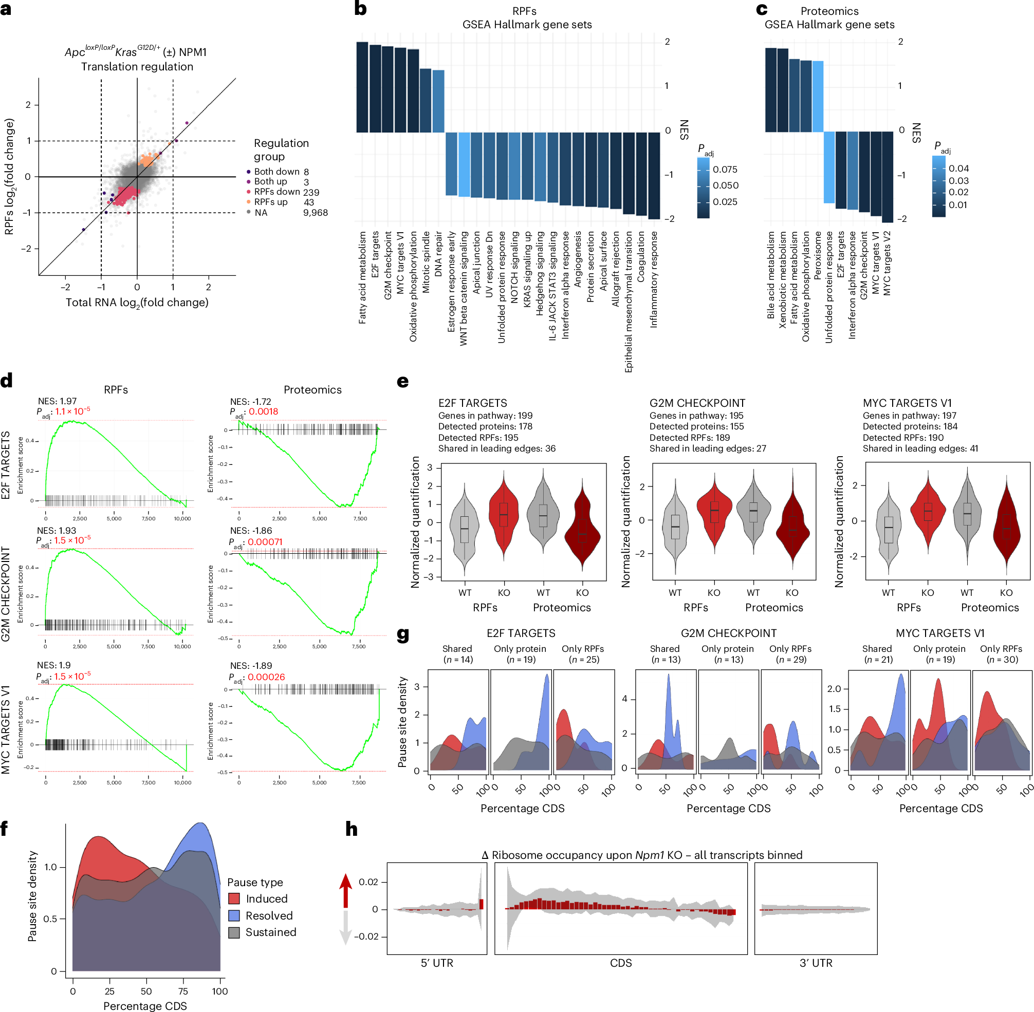 Fig. 4: NPM1 depletion triggers ribosome pausing.