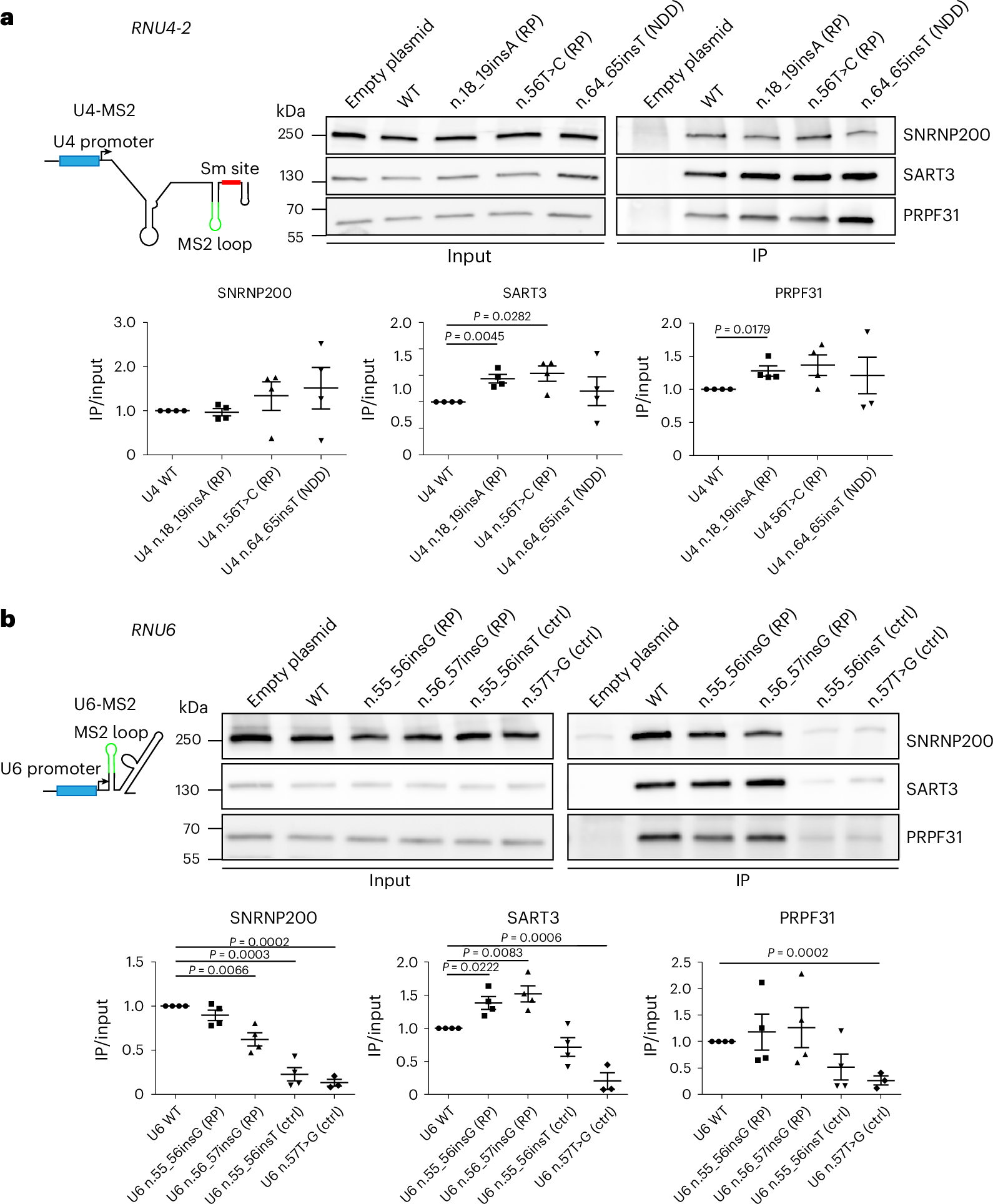 Fig. 4: Effects of RP variants in RNU4-2 and RNU6 on snRNP maturation.