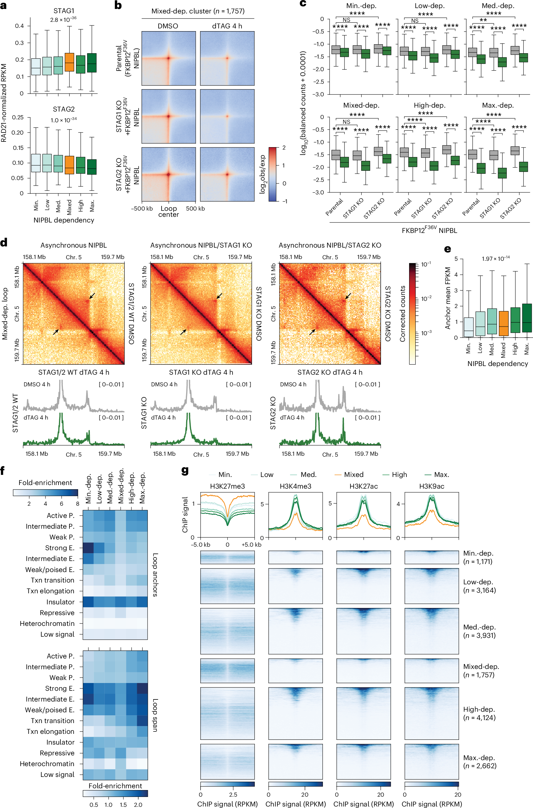 Fig. 2: Persistent loops are stabilized by STAG1 and associated with repressive chromatin.