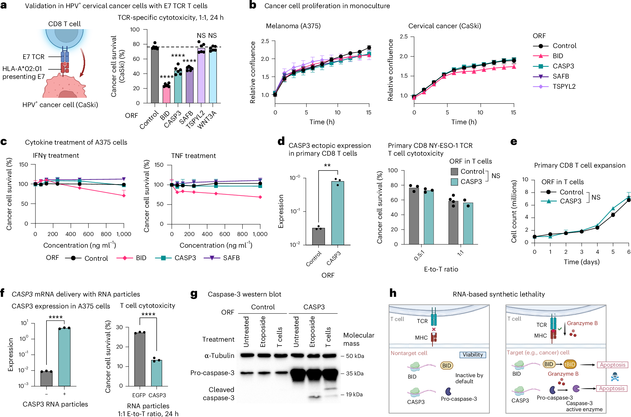 Fig. 2: Immune RNA-based synthetic lethality as a mechanism to selectively eliminate target cells, demonstrated with CASP3 overexpression.