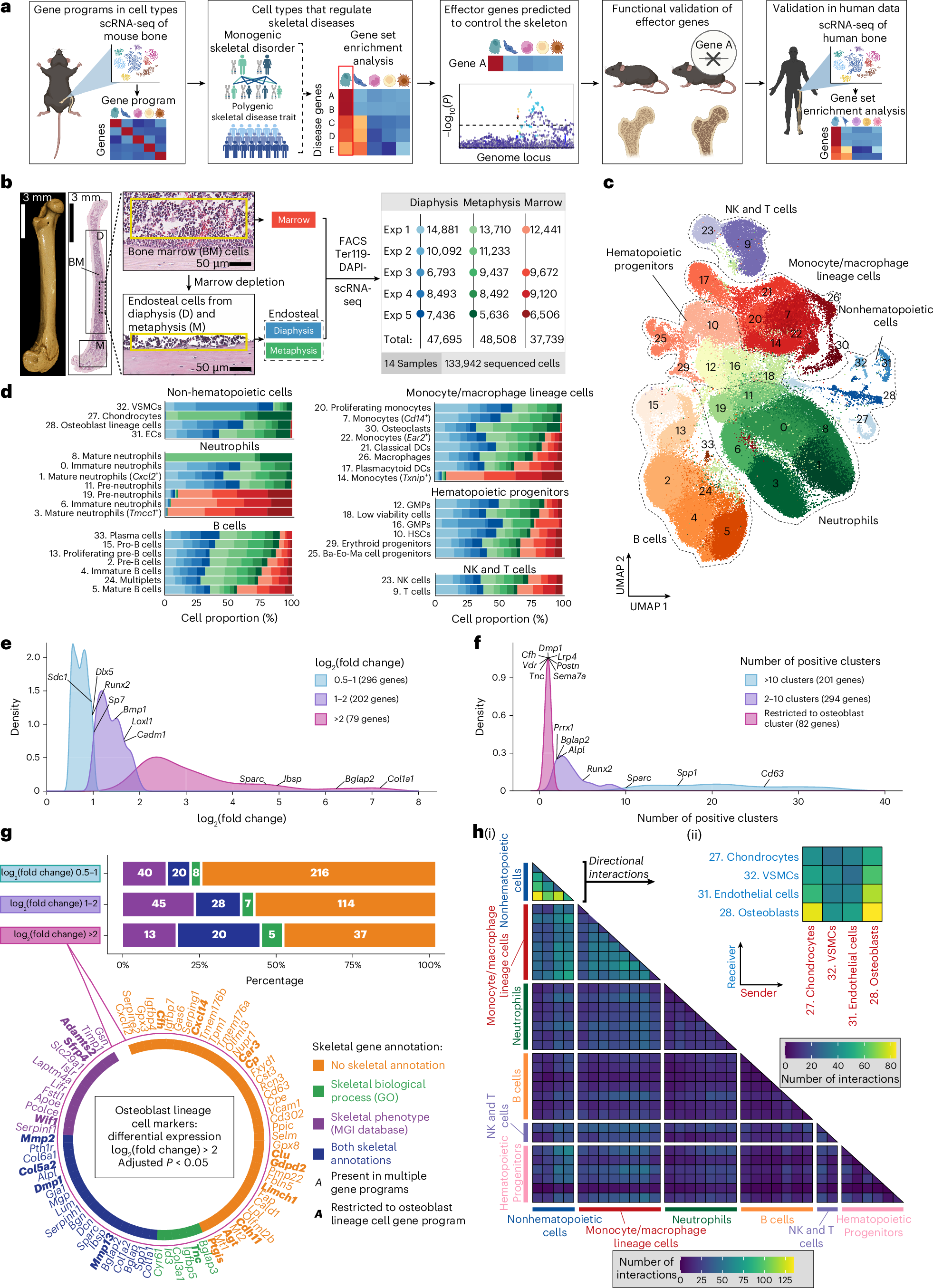 Multiscale analysis and functional validation of the cellular and genetic determinants of skeletal disease