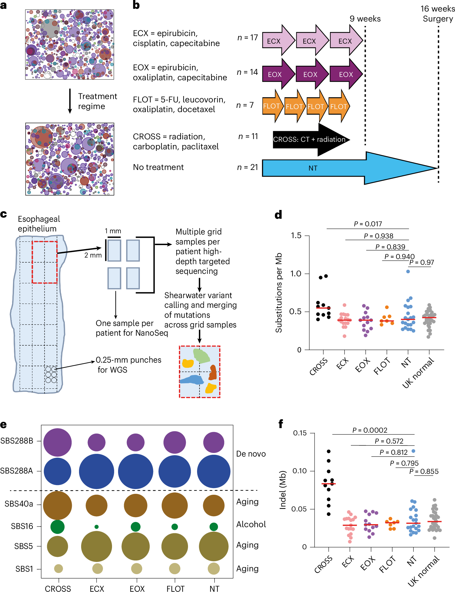 Photograph accompanying Chemoradiotherapy reshapes which mutant clones win in the normal esophagus