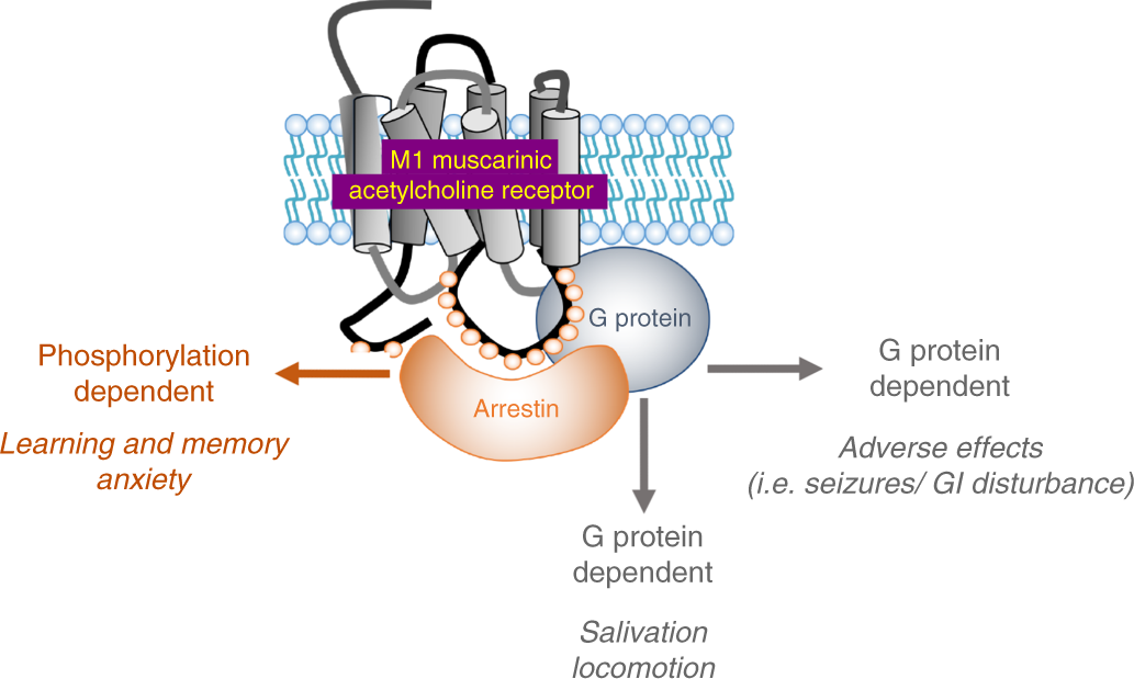 Biased M1-muscarinic-receptor-mutant mice inform the design of ...