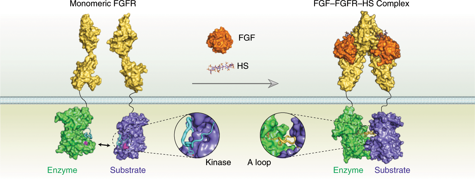 Molecular basis for receptor tyrosine kinase A-loop tyrosine  transphosphorylation | Nature Chemical Biology
