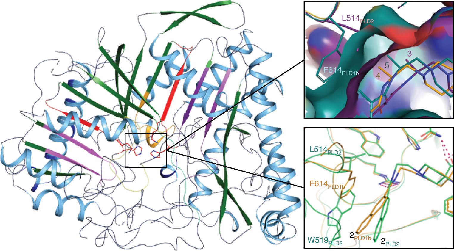 Human PLD structures enable drug design and characterization of isoenzyme  selectivity | Nature Chemical Biology