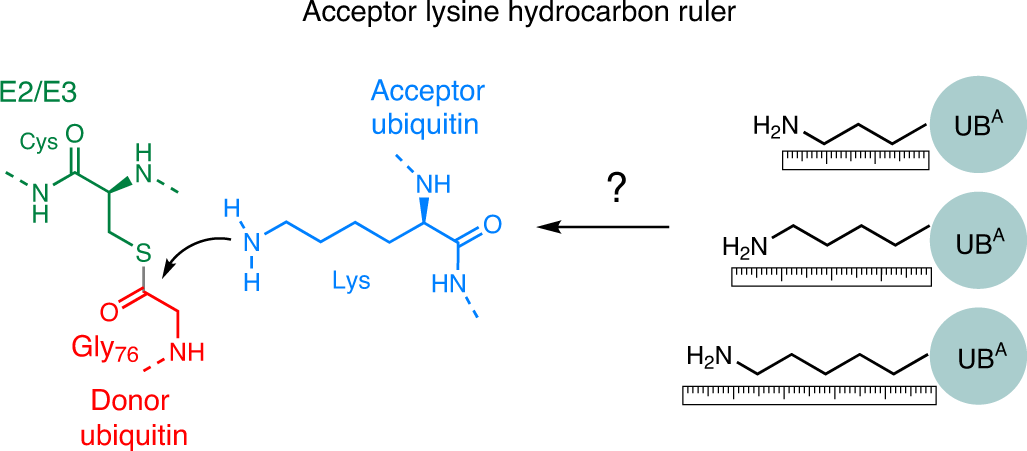 Linkage Specific Ubiquitin Chain Formation Depends On A Lysine Hydrocarbon Ruler Nature Chemical Biology