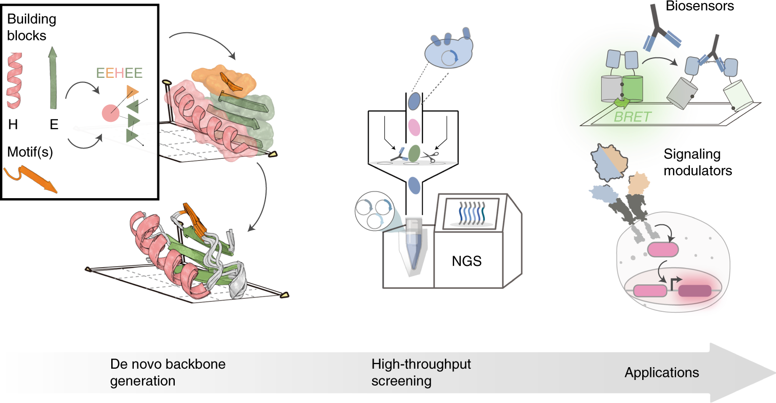 Bottom-up de novo design of functional proteins with complex structural  features | Nature Chemical Biology