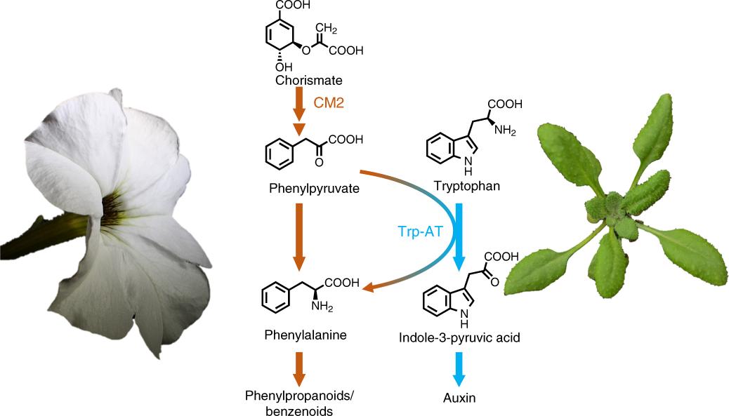 Modulation of auxin formation by the cytosolic phenylalanine biosynthetic  pathway