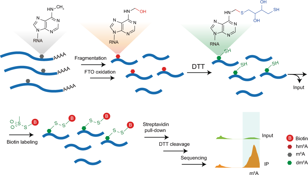 Antibody-free enzyme-assisted chemical approach for detection of  N6-methyladenosine | Nature Chemical Biology