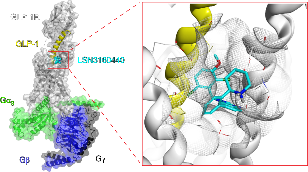 Structural insights into probe-dependent positive allosterism of the GLP-1  receptor