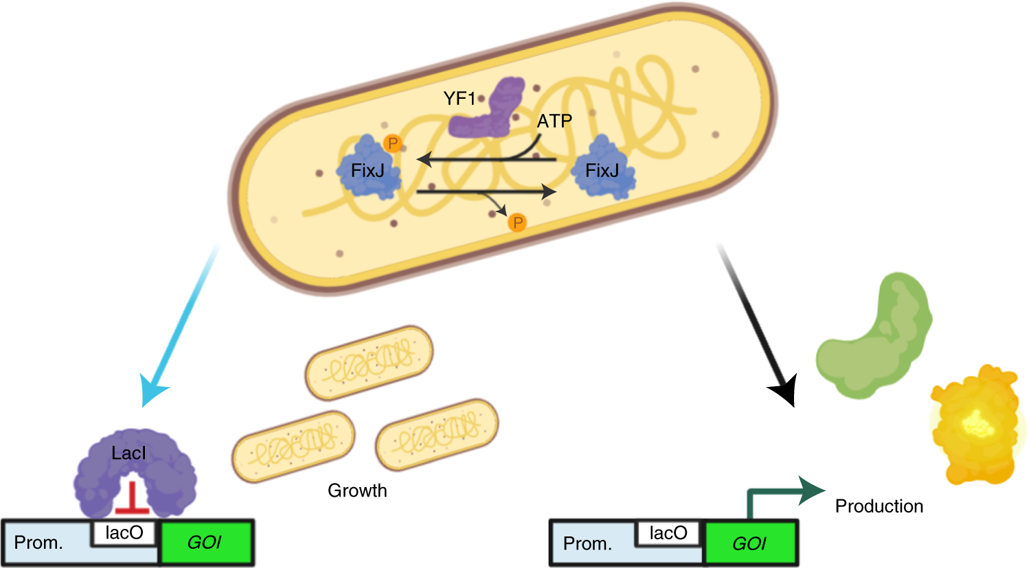 Optogenetic control of the lac operon for bacterial chemical and protein  production | Nature Chemical Biology