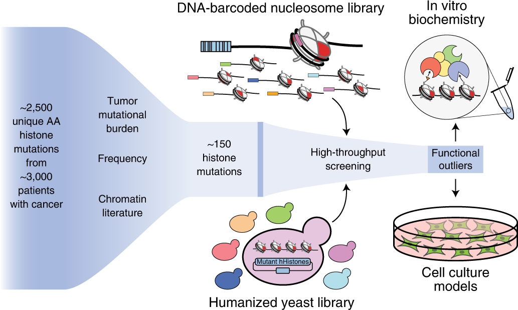 Pan-cancer atlas of somatic core and linker histone mutations