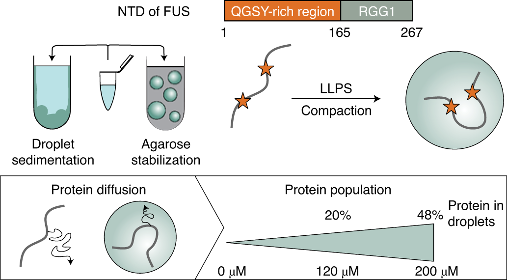 NMR and EPR reveal a compaction of the RNA-binding protein FUS upon droplet  formation | Nature Chemical Biology