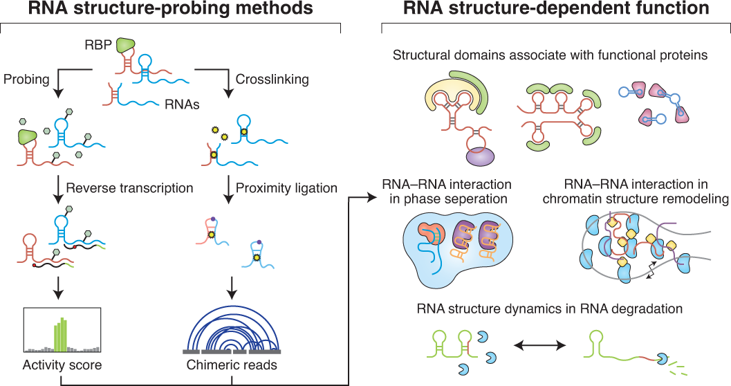 mrna structure and function