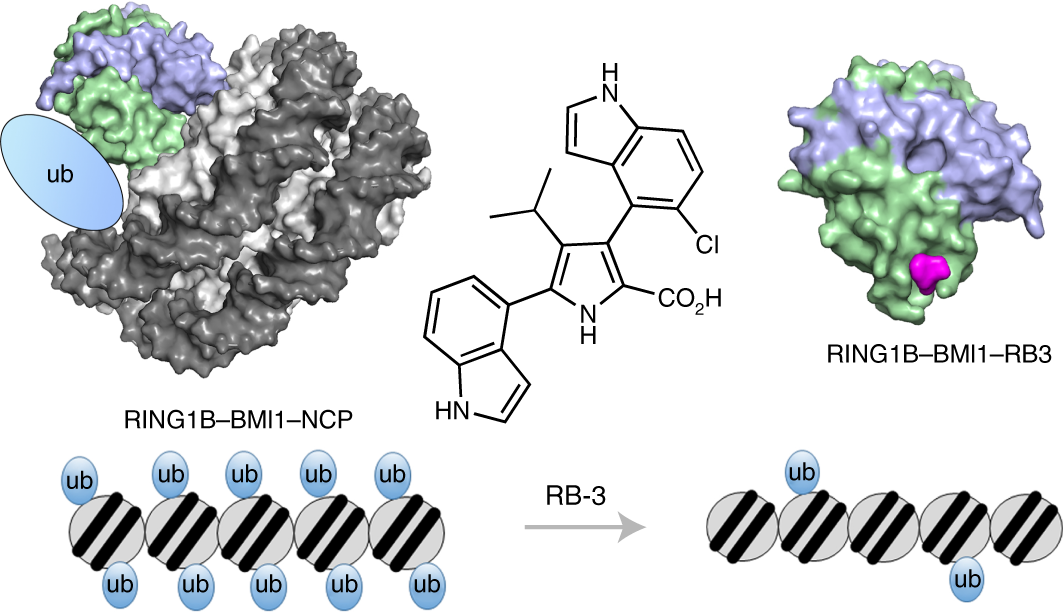 Small-molecule inhibitors targeting Polycomb repressive complex 1 RING  domain | Nature Chemical Biology
