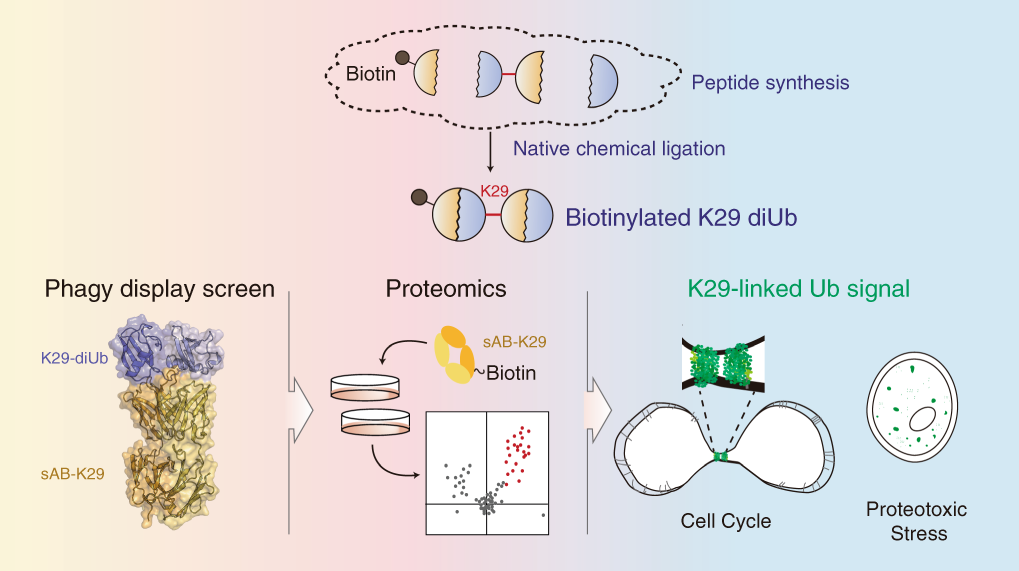 K29-linked ubiquitin signaling regulates proteotoxic stress response and  cell cycle | Nature Chemical Biology