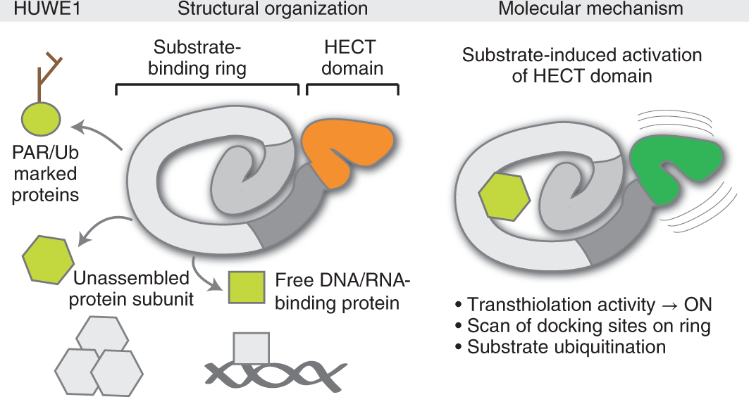 HUWE1 employs a giant substrate-binding ring to feed and regulate