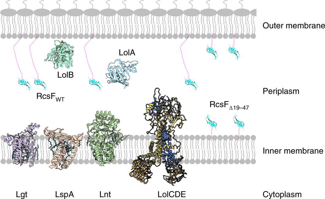 Structural basis of lipoprotein recognition by the bacterial Lol