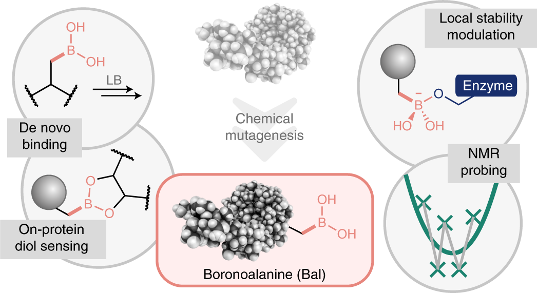 Post-translational insertion of boron in proteins to probe and