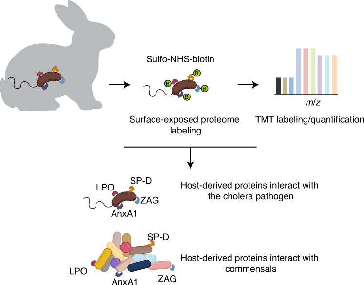 Proteomic analysis of the host–pathogen interface in experimental 