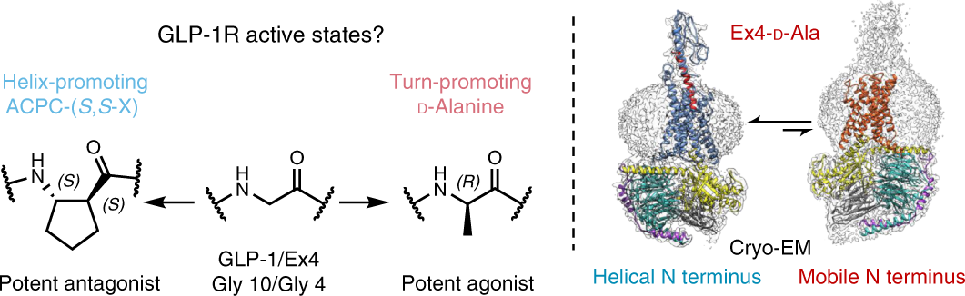 Structural And Functional Diversity Among Agonist Bound States Of The Glp 1 Receptor Nature Chemical Biology