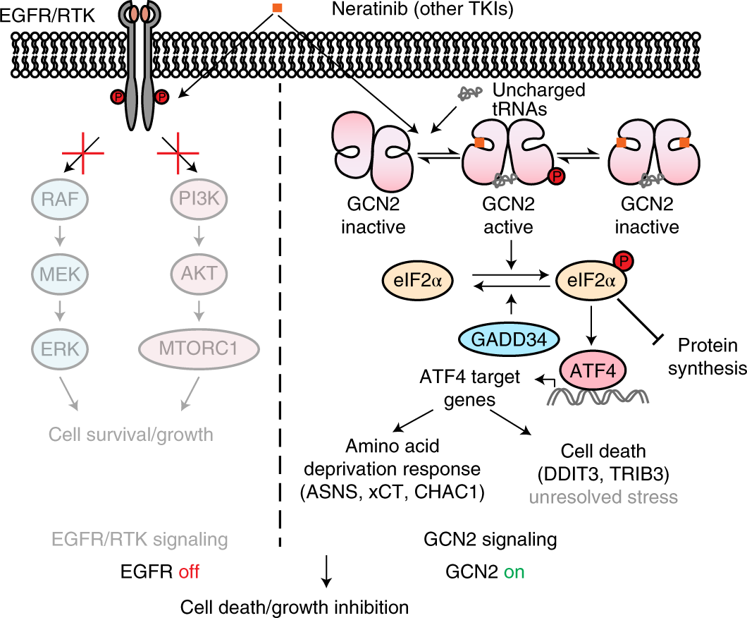Picture of Gcn2