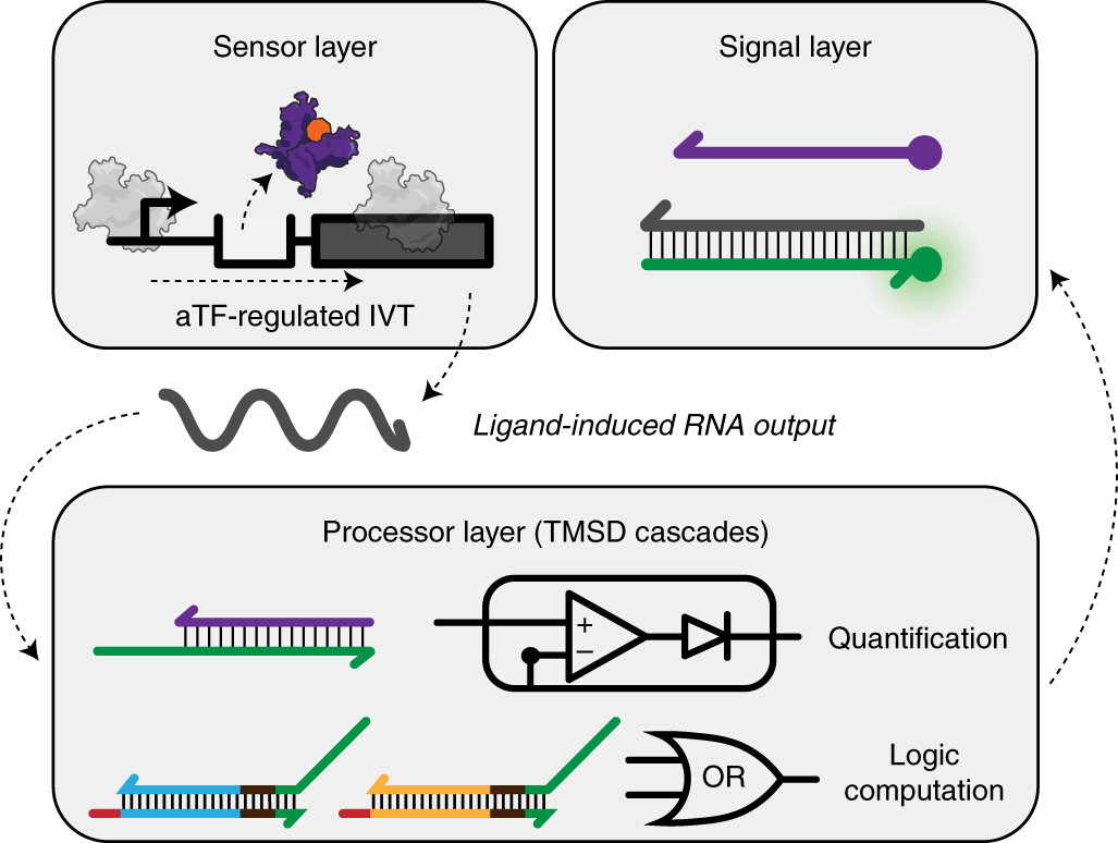 Programming cell-free biosensors with DNA strand displacement circuits