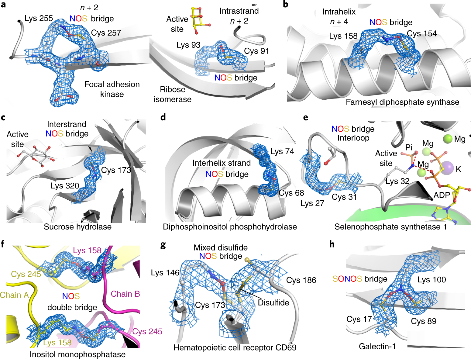 Fig. 2: Structural and chemical motifs of NOS bridges in proteins.