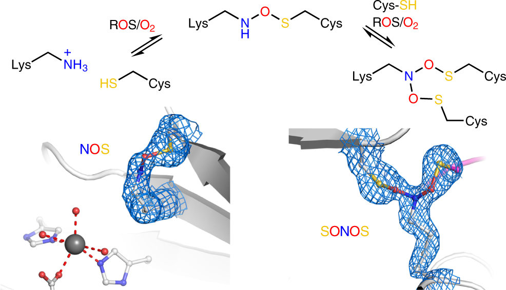 Skærpe Enrich fejl Widespread occurrence of covalent lysine–cysteine redox switches in  proteins | Nature Chemical Biology