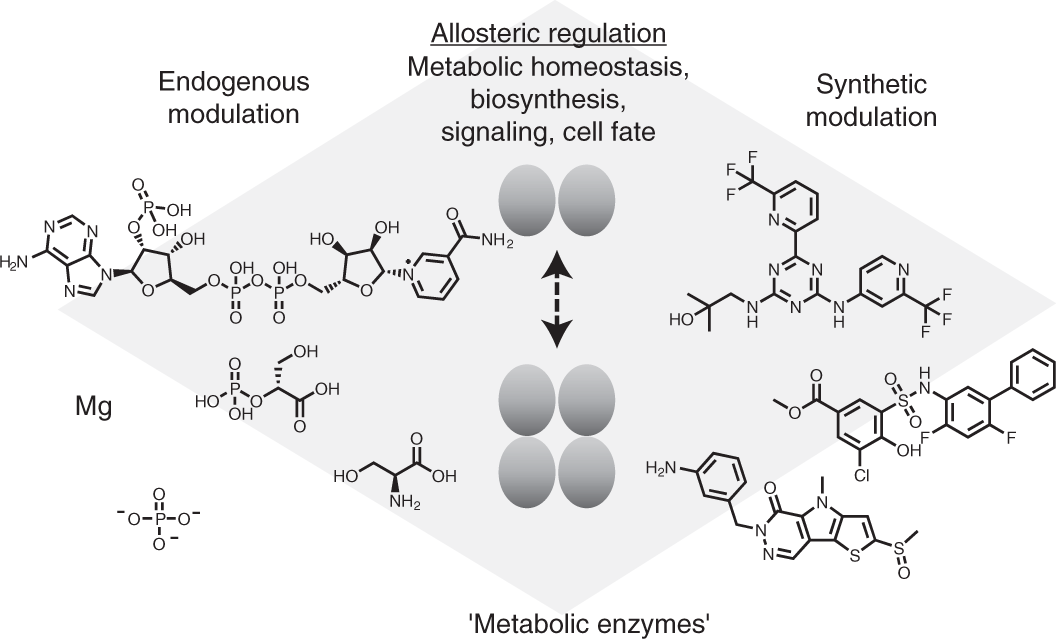 A rotary mechanism for allostery in bacterial hybrid malic enzymes
