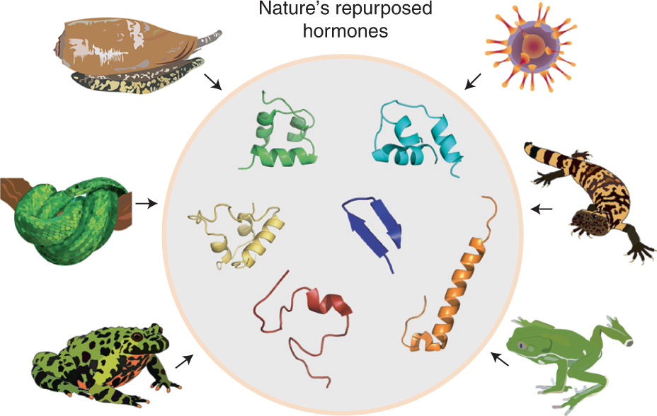 Unconventional insulins from predators and pathogens | Nature Chemical  Biology