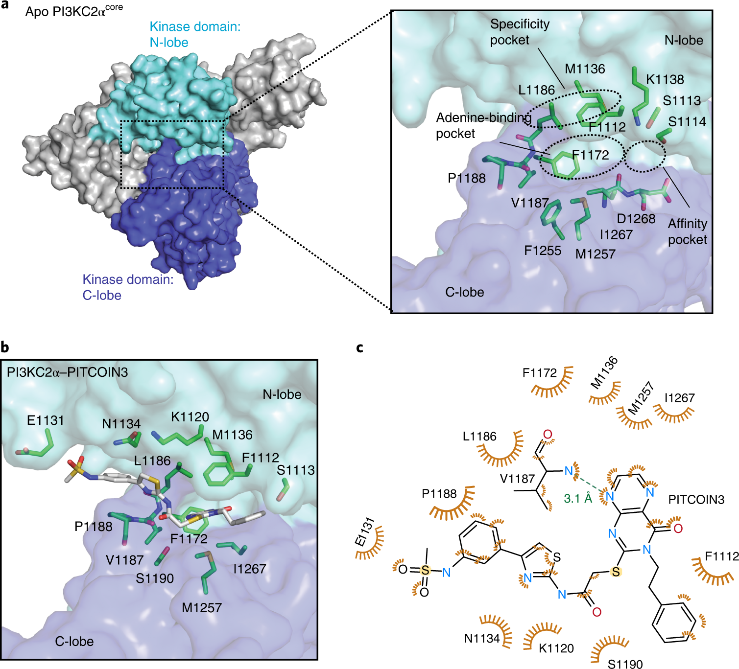 Fig. 2: Structural basis for PI3KC2α inhibition by PITCOINs.