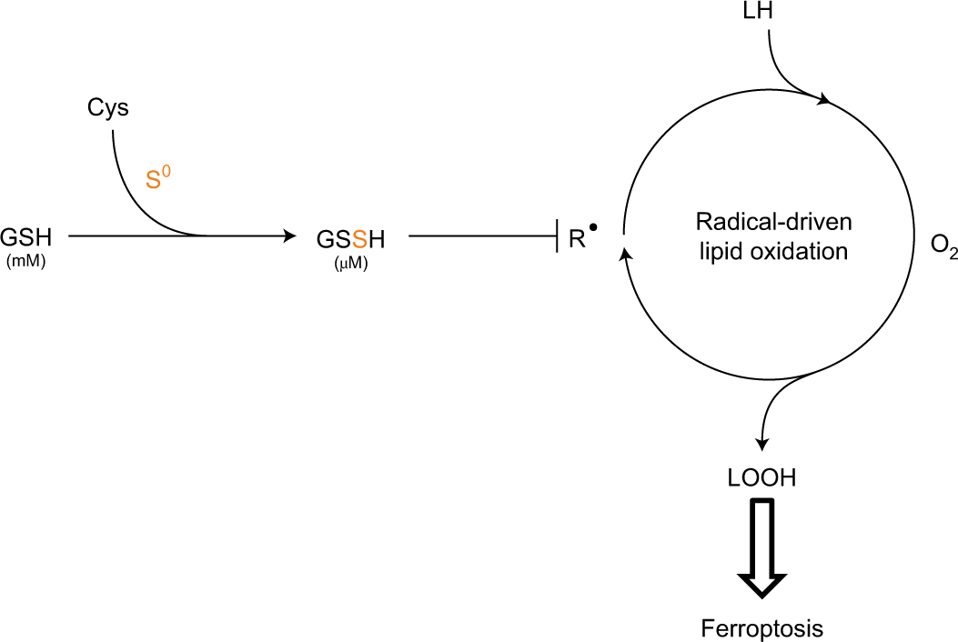 glutathione reductase enzyme inhibitor Glutathione Reductase from bakers yeast (S. cerevisiae)