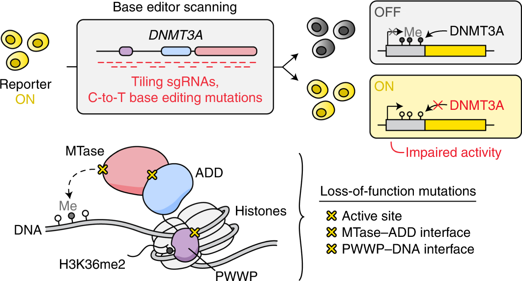 Assigning functionality to cysteines by base editing of cancer
