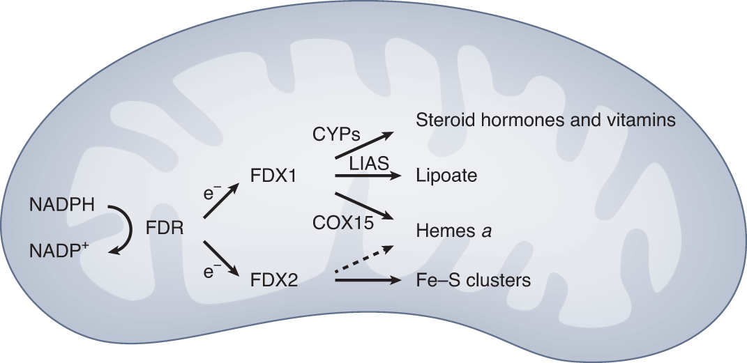 glutathione normal values Your Glutathione Index Defines How Your Cells Are Ageing
