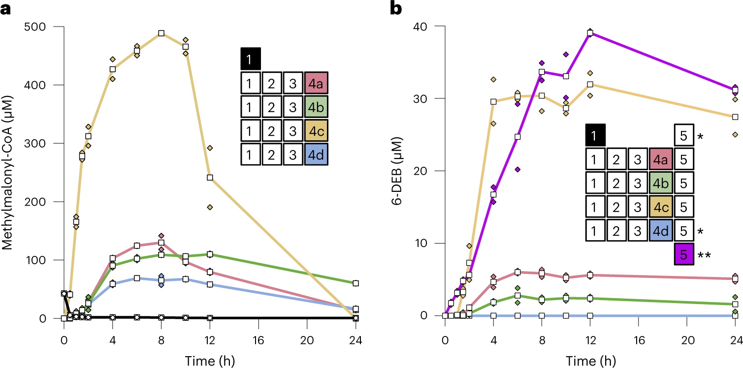 Fig. 4: Prototyping and application of the different anaplerotic pathways for 6-DEB production.
