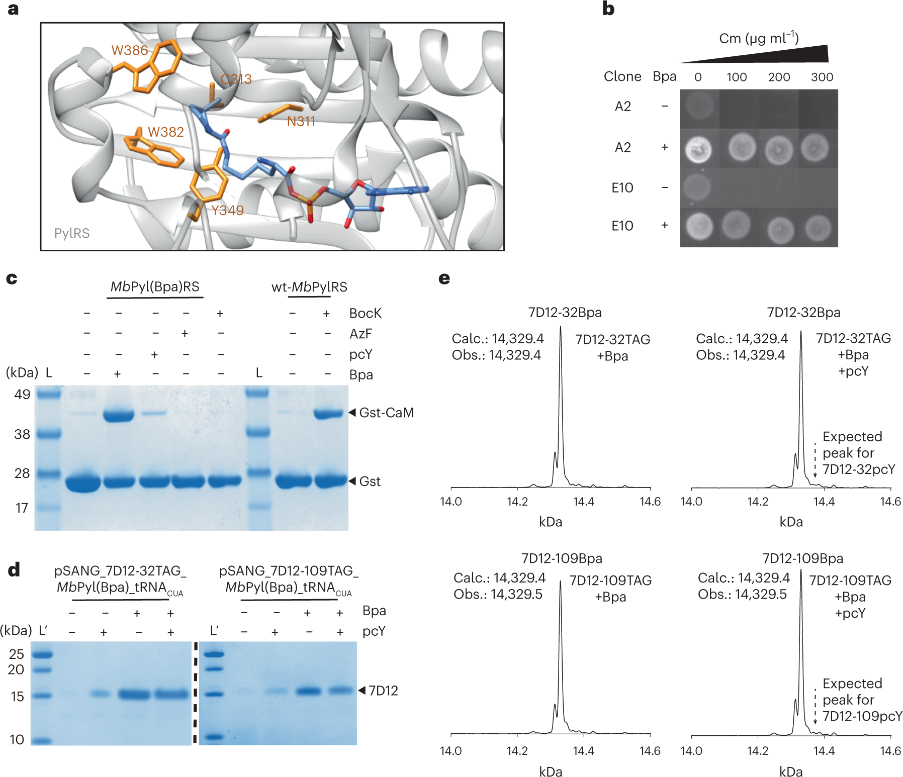 Fig. 3: Development of an efficient and selective MbPylRS/tRNA pair for site-specific incorporation of Bpa.