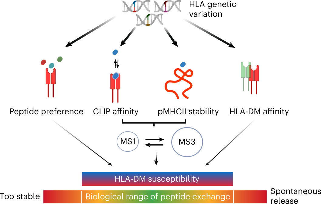 Dynamic interactome of the MHC I peptide loading complex in human