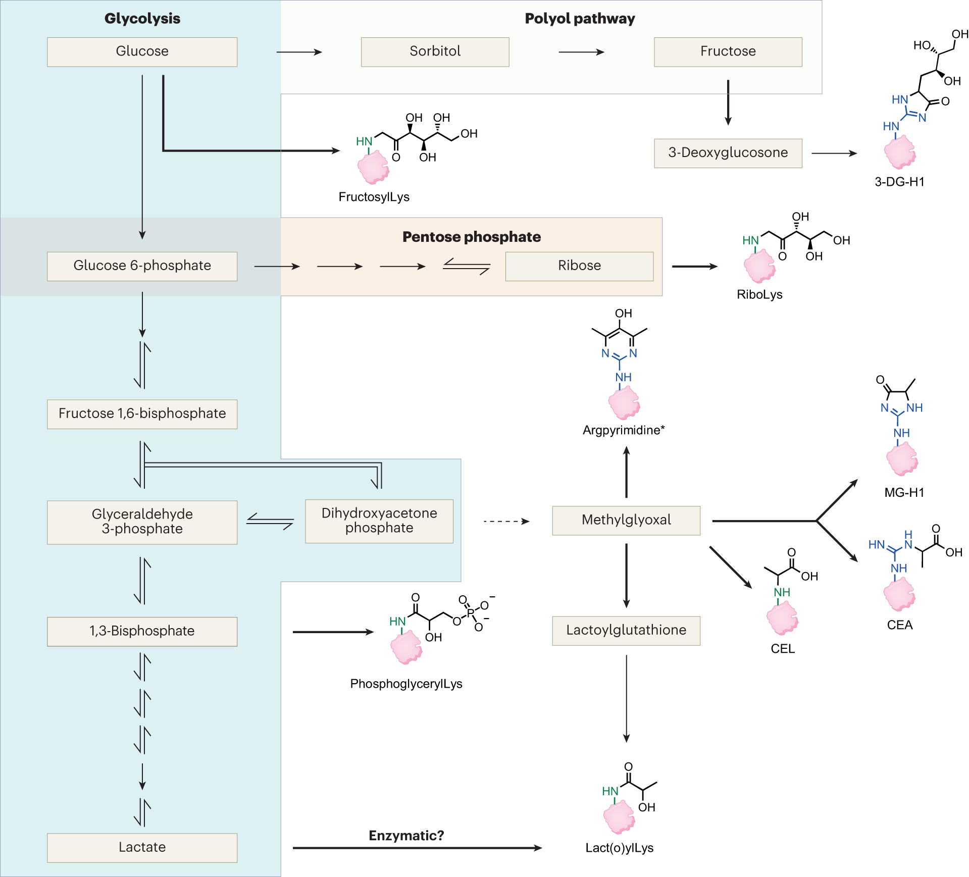 glutathione polyol pathway The and oxidative stress induced by high glucose Aldose Reductase and the Polyol